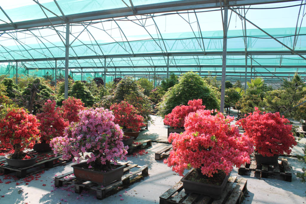 Azalée bonsai à vendre, direct pépinière