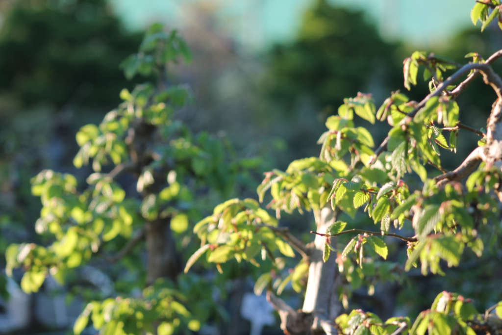 Le charme possède une écorce grise et des feuilles d'un vert tendre qui deviennent jaunes en automne