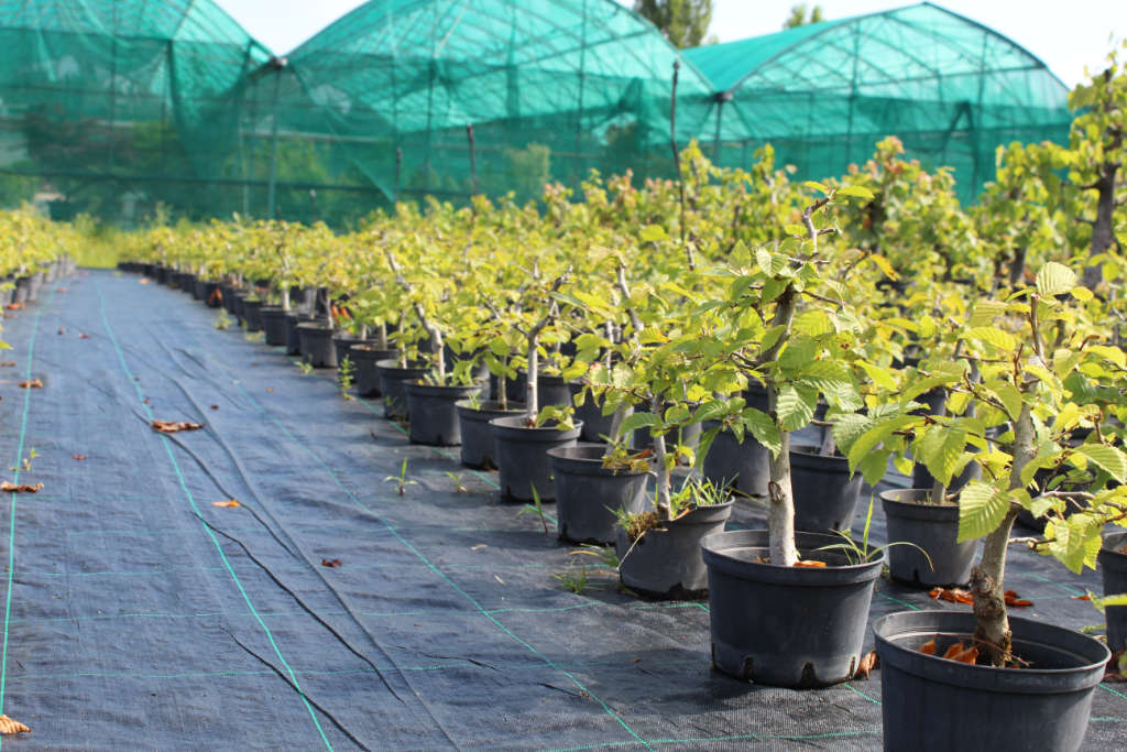 Large choix de charmes en bonsai, direct producteur