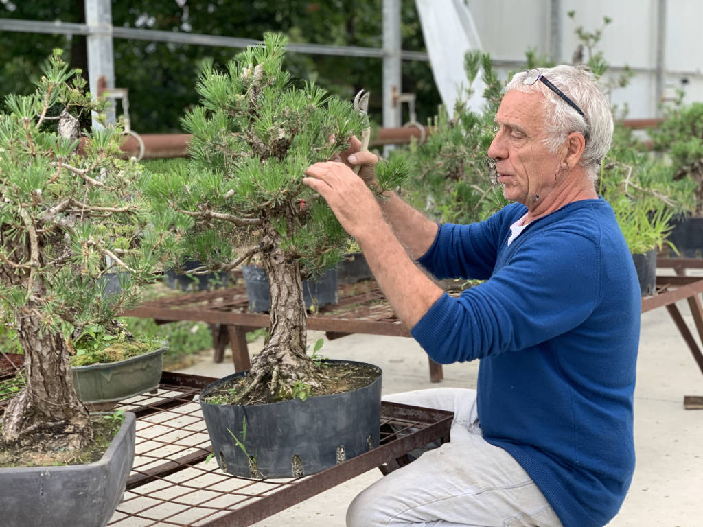 Comment bien choisir un pin en bonsai