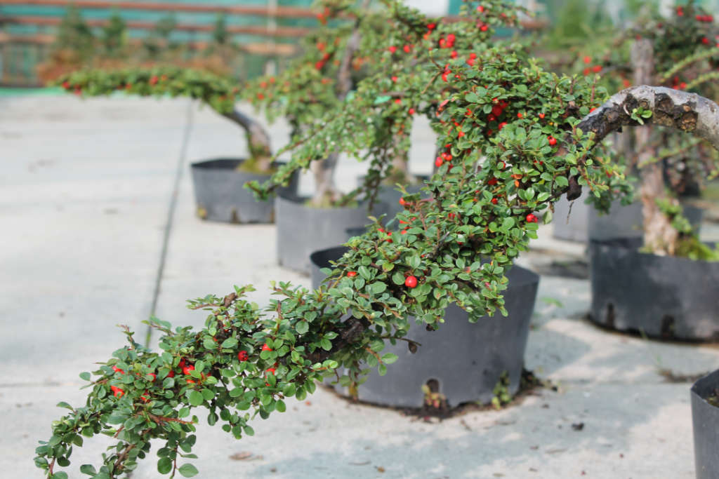 Cotoneaster formé dans un style cascade