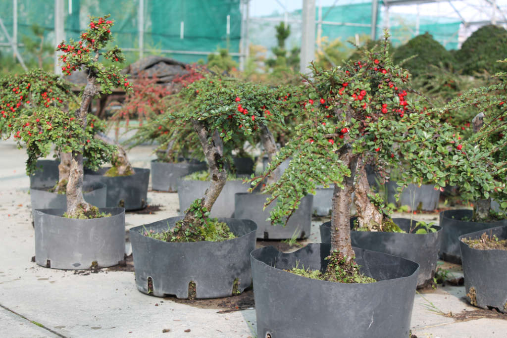 Bonsai cotoneaster dans notre pépinière