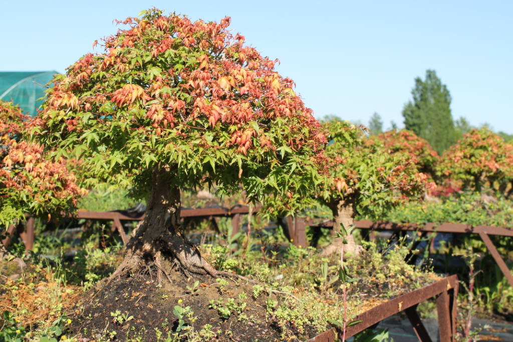 Gros érable palmatum Kiyohime de 35 ans