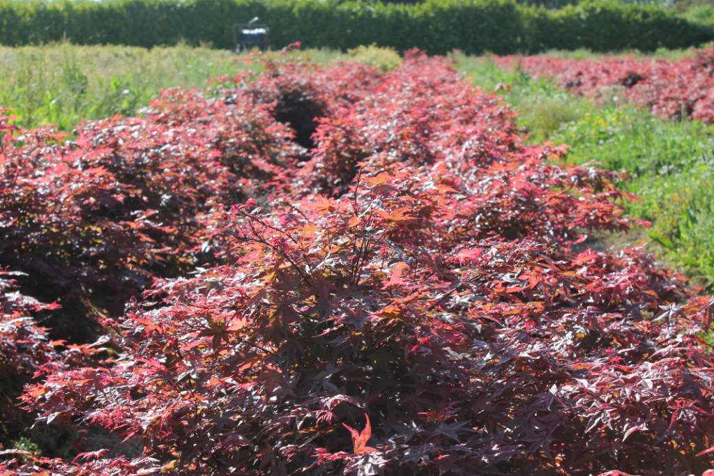 Erables bonsai avec feuillage rouge