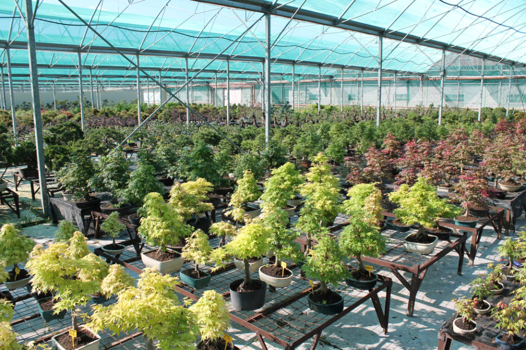 Erables en vente dans notre pépinière du Lot-Et-Garonne