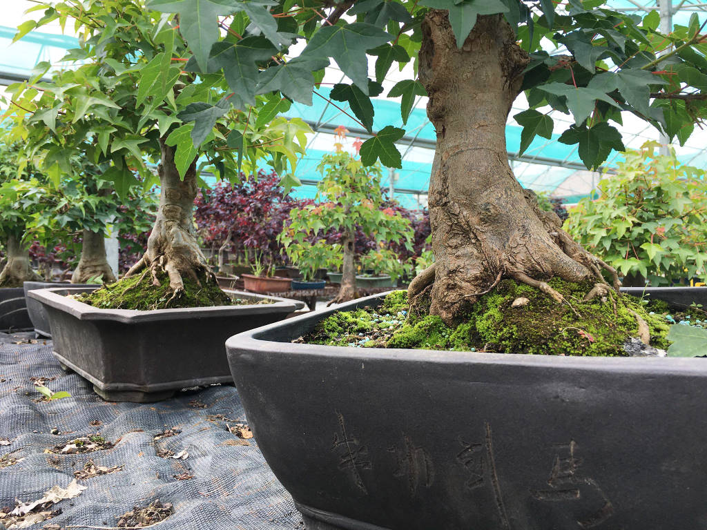 Acer burgerianum bonsai en vente dans notre pépinière