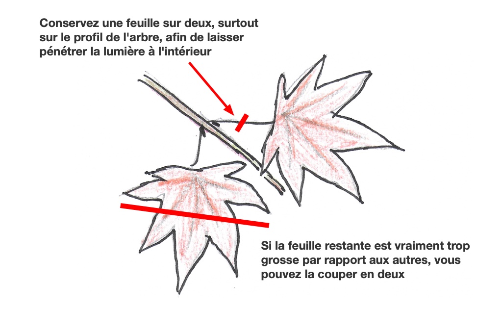Défoliation des érables du Japon en bonsai
