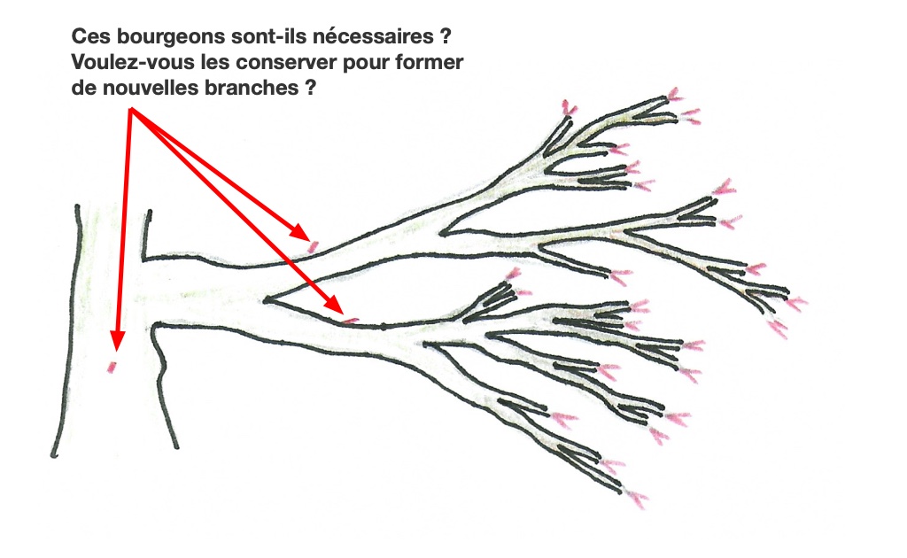 Sélection des bourgeons sur un érable du Japon