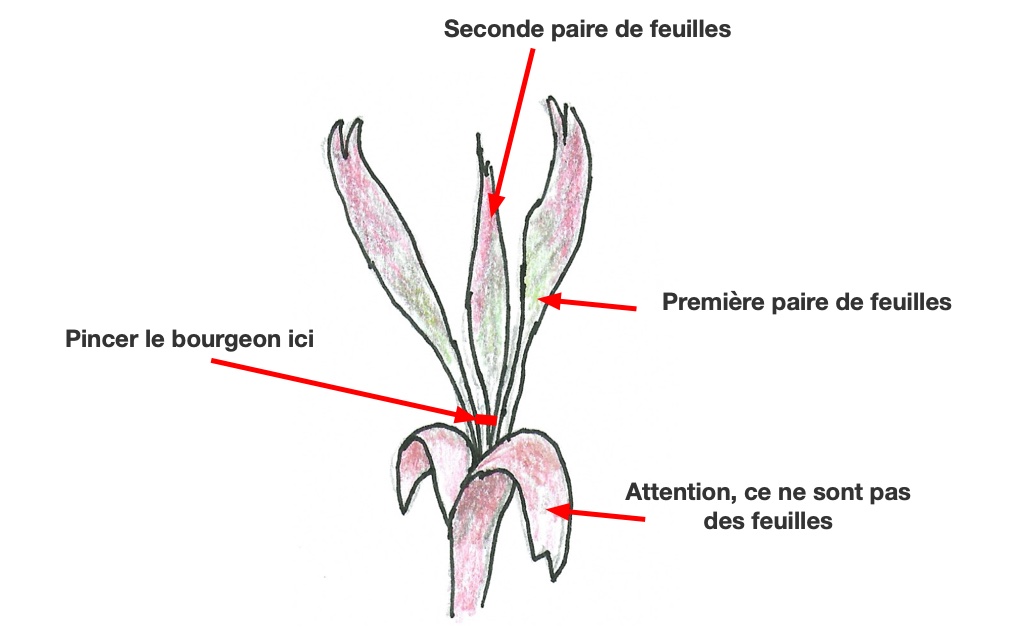 Pincement du bourgeon des érables du japon