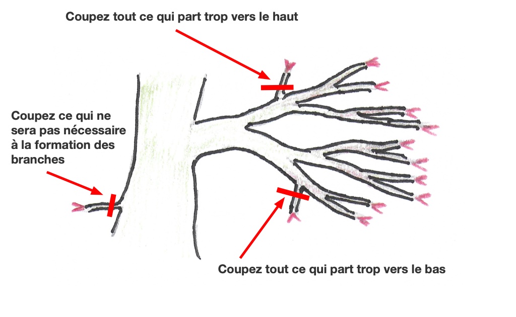 Taille de structure sur un érable du Japon