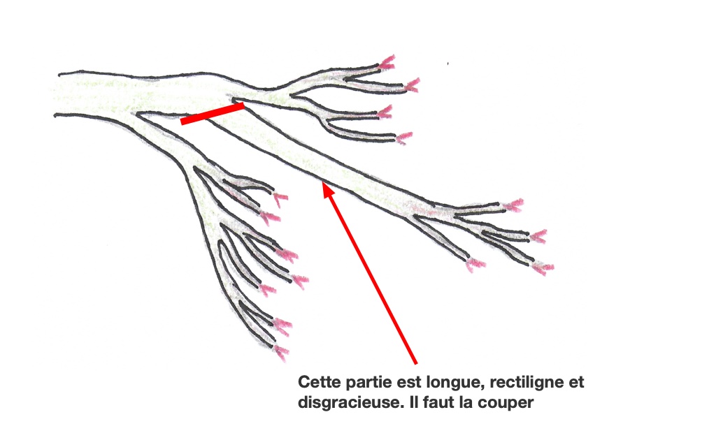 Améliorer la conicité des branches sur un érable du Japon