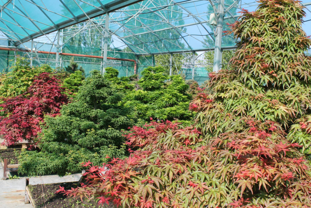 Erables du Japon en bonsai