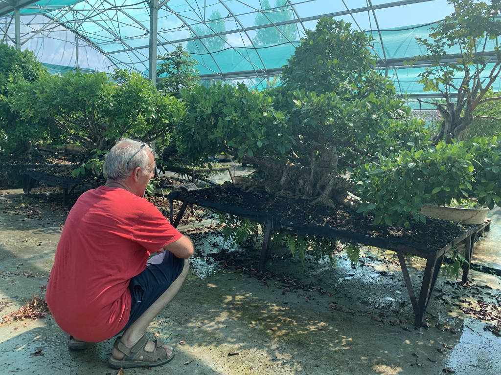 Grand ficus en bonsai