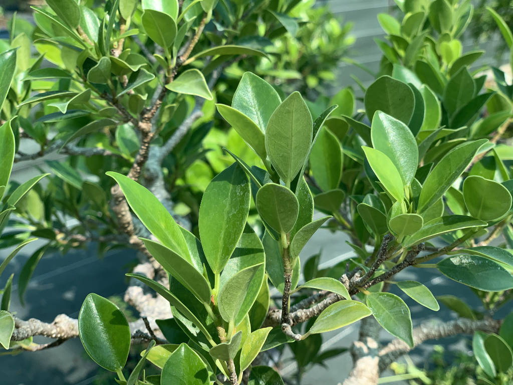 Feuilles du ficus Retusa
