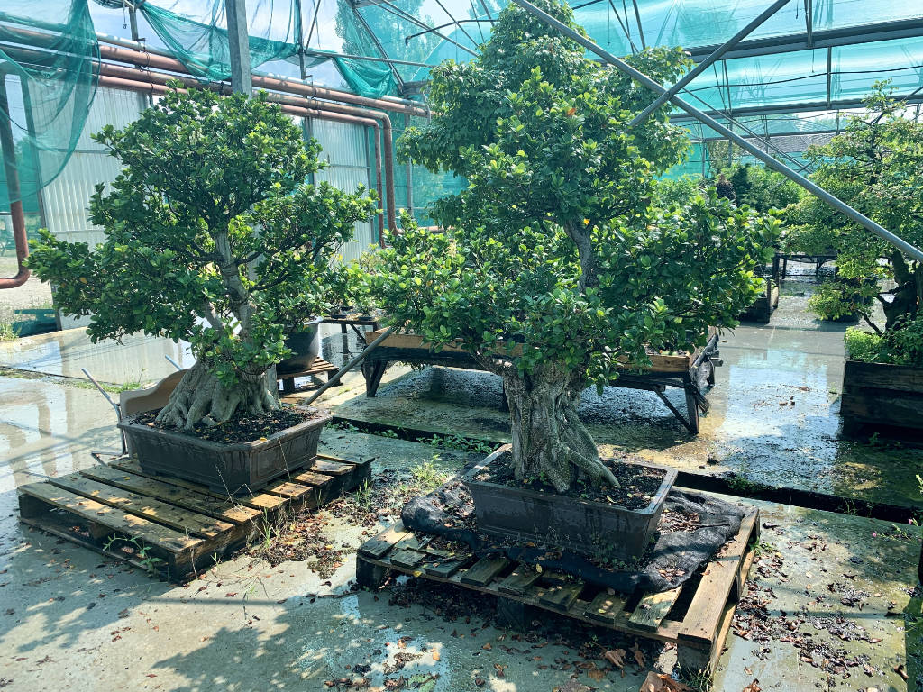 Collection privée de grands ficus en bonsai