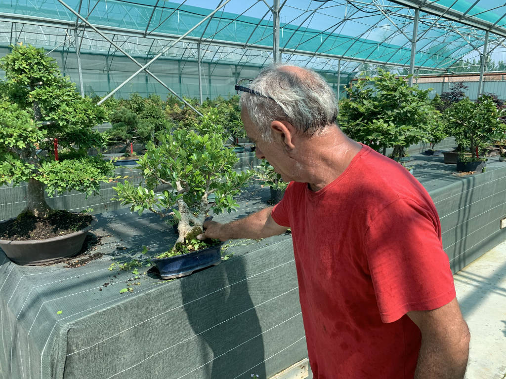 Bien entretenir en ficus en bonsai