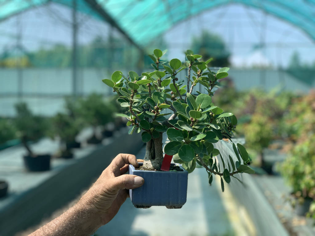 Petit ficus bonsai