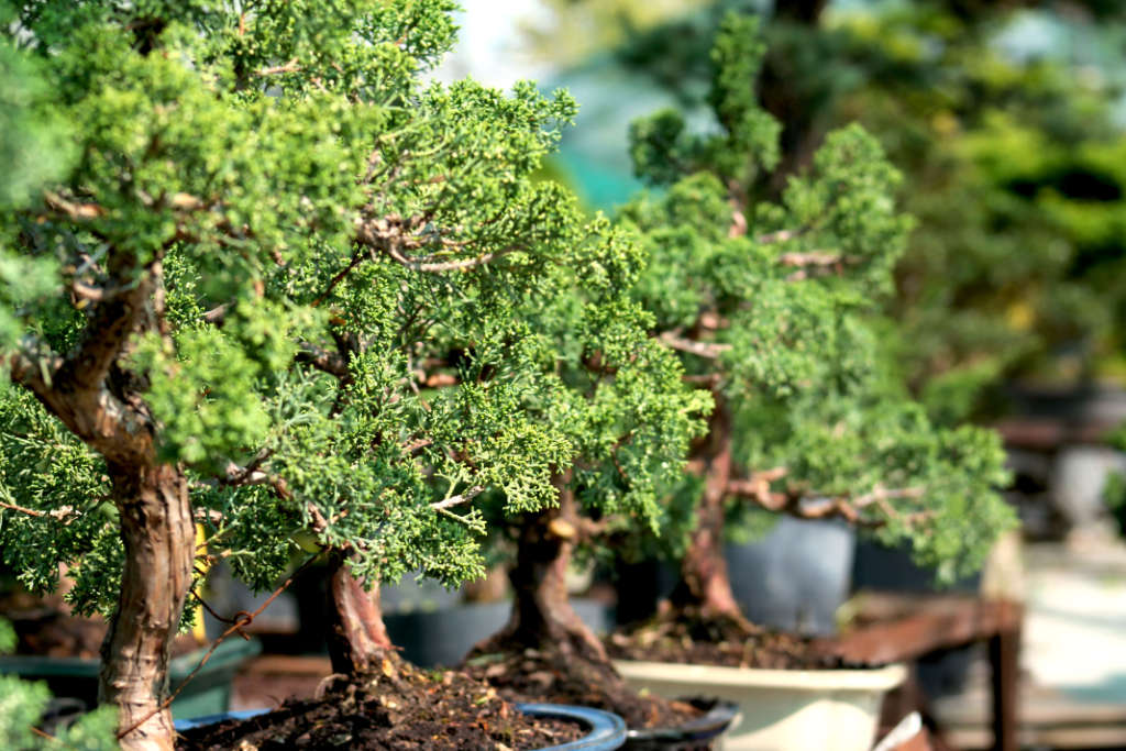 Le Juniperus Chinensis et le plus populaire des genévriers en bonsai