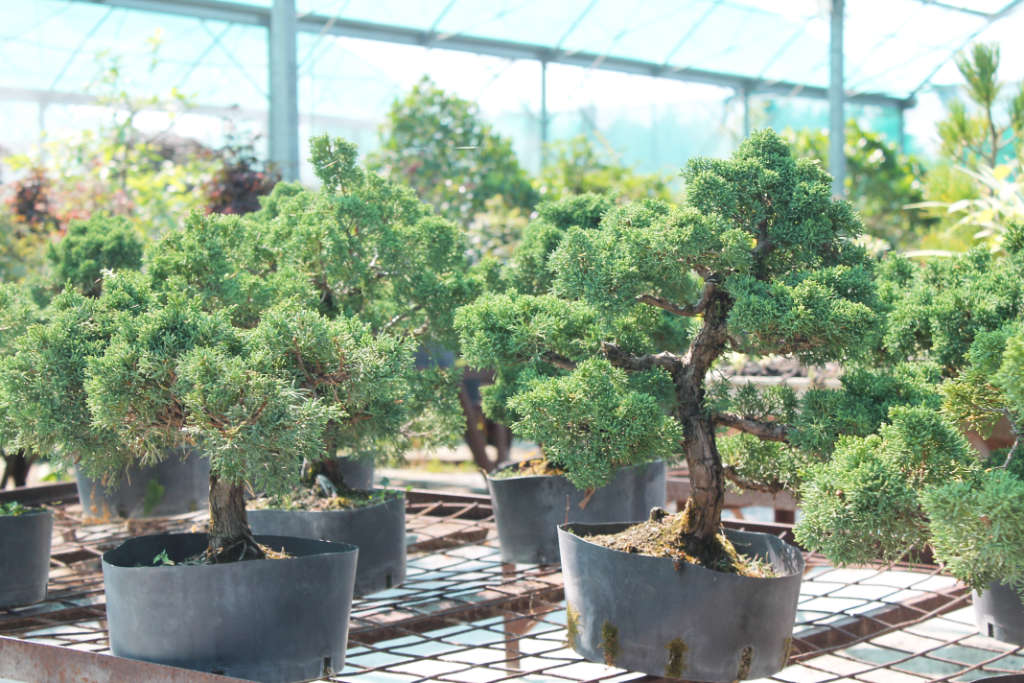 Genévriers bonsai en vente à la pépinière