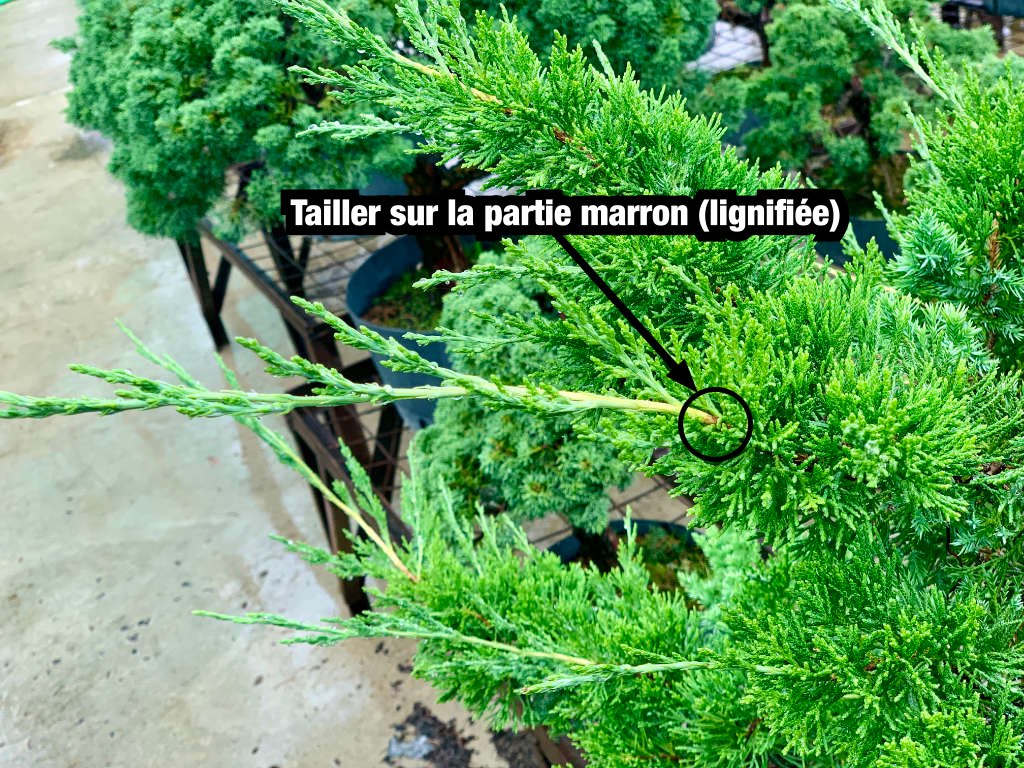 Ne pas pincer un genévrier, mais uniquement le tailler sur la partie lignifiée