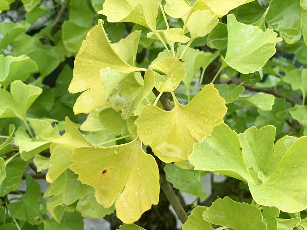 Feuilles de Ginkgo Biloba