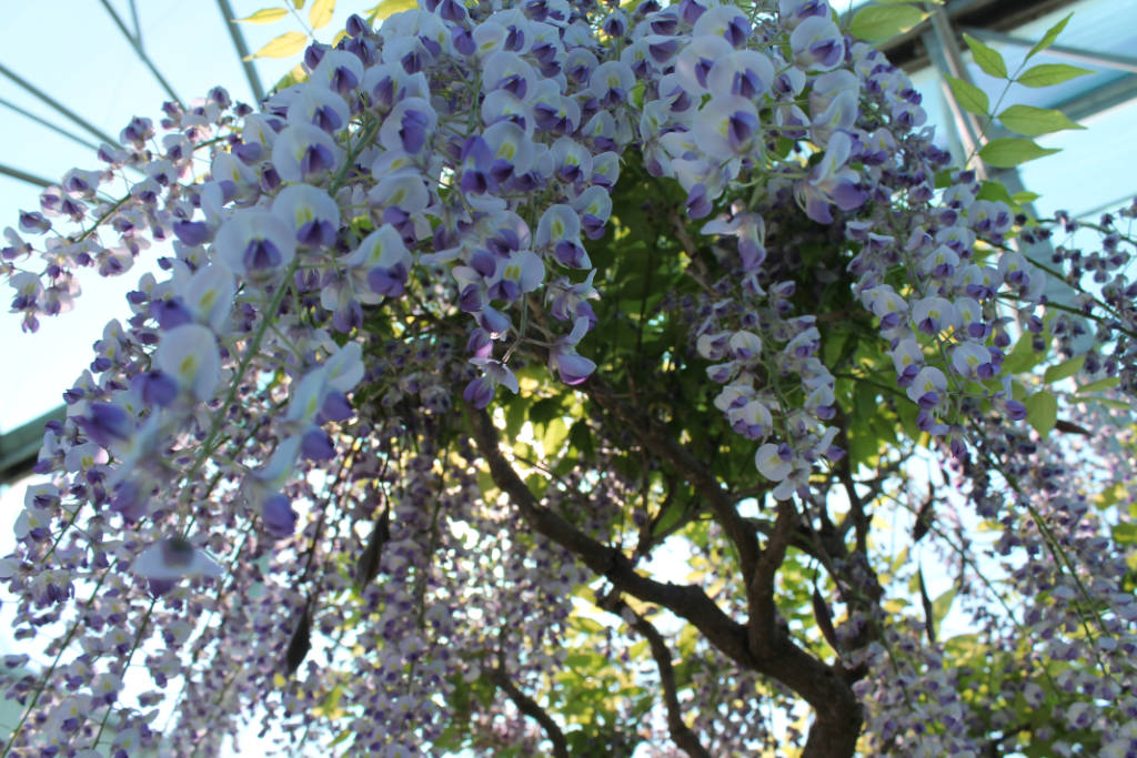 Glycine en bonsai