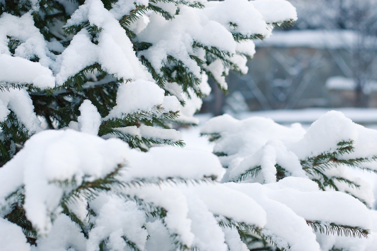 Comment protéger ses bonsais pendant l'hiver