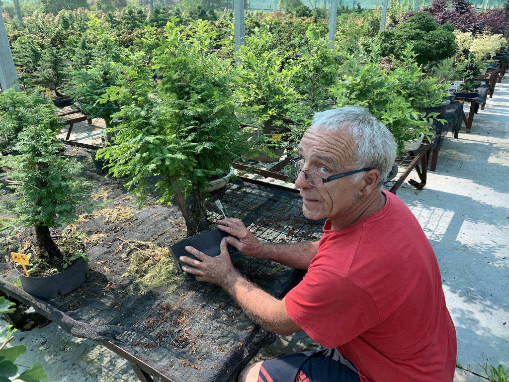 Entretien du métaséquoia en bonsai
