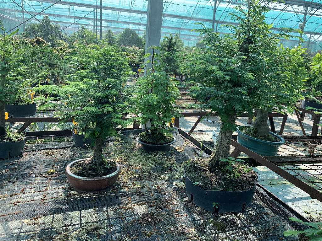 Métasoqias bonsai à la pépinière