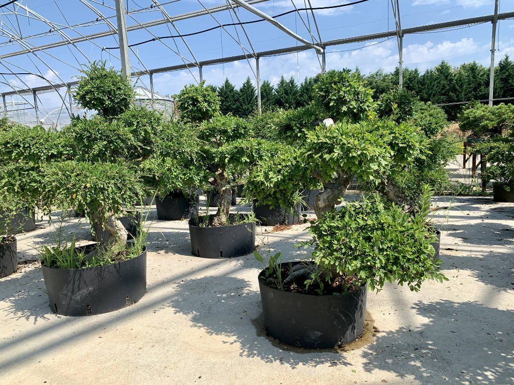 Nos gros ormes de Chine à la pépinière bonsai