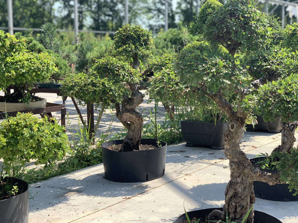 Vente en ligne d'ormes de Chine bonsai