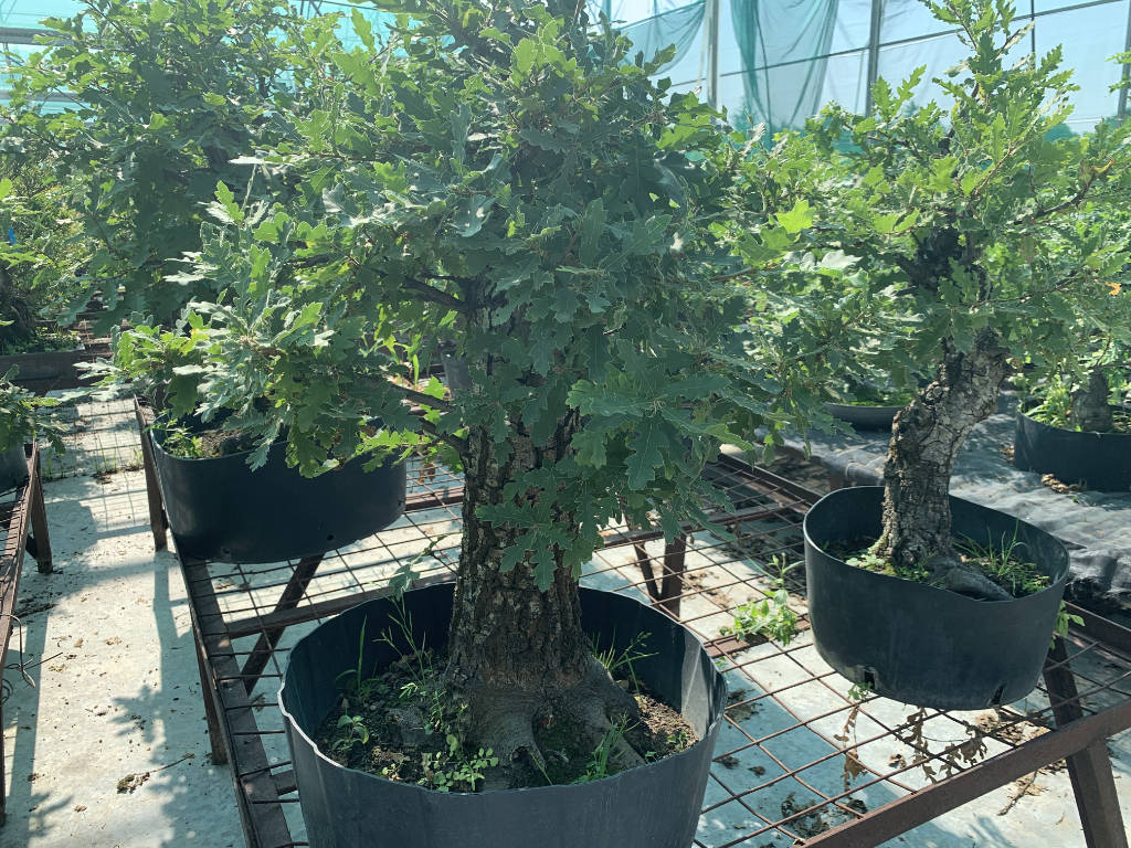 Chênes en bonsai