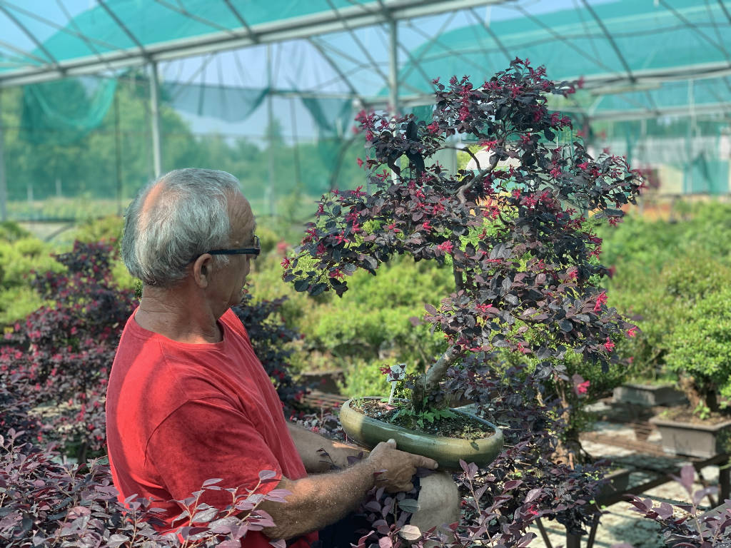 Loropetalum bonsai