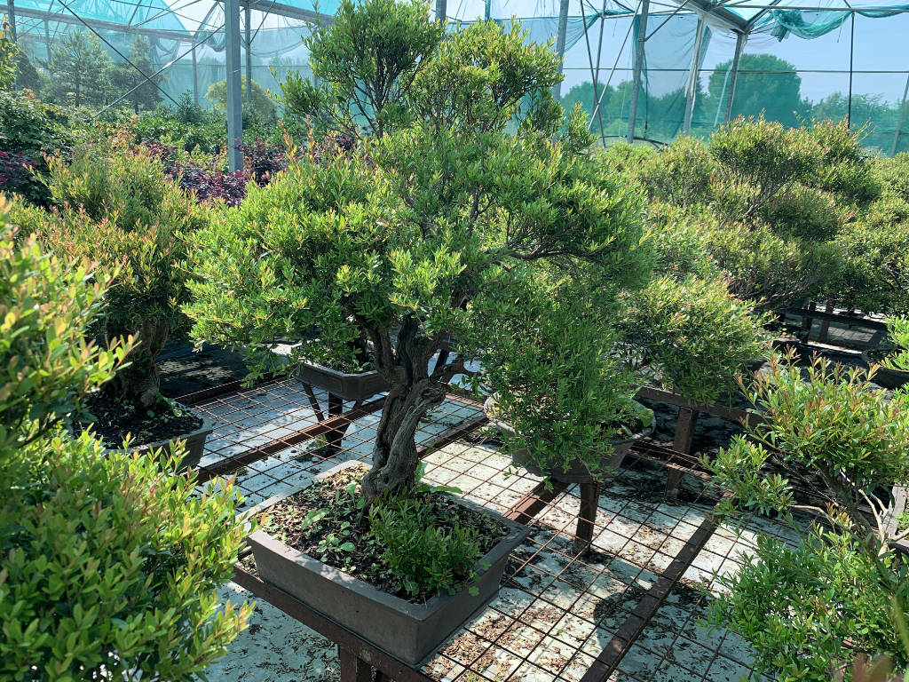 Myrtes en bonsai