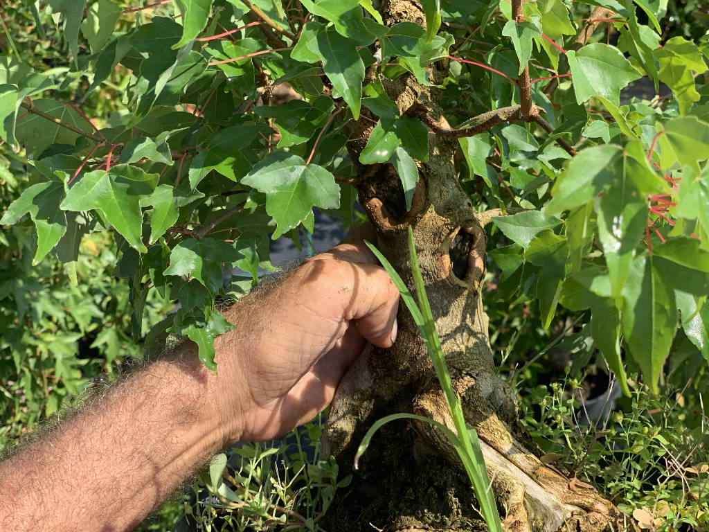 Fermer une cicatrice sur un bonsai