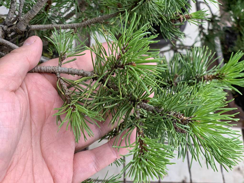 Branche de pin mugo avec belle densification