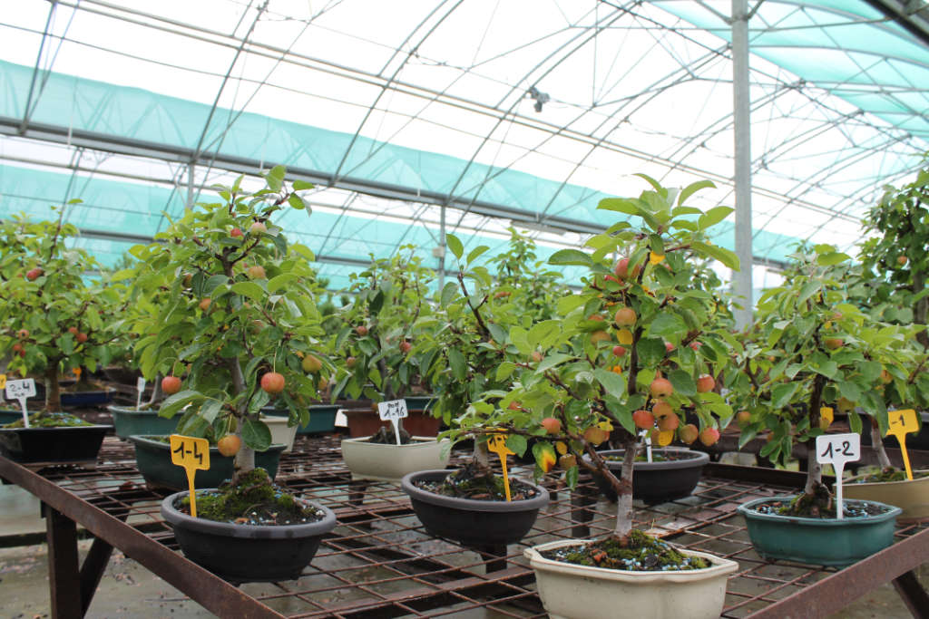 Pommier bonsai en vente dans notre pépinière