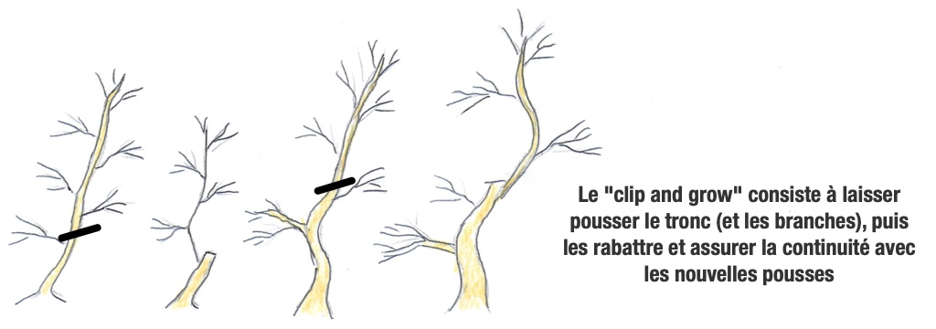 La technique du clip and grow pour donner de la conicité au tronc et aux branches