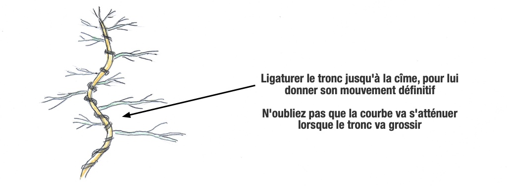 Donner du mouvement au tronc par ligature