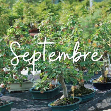 Que faire sur nos arbres en septembre?